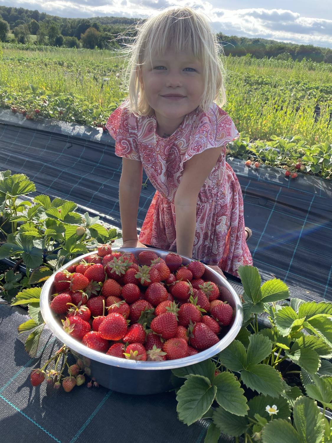 Nyplockade solvarma jordgubbar finner du under säsongen hos Skogslidens Gårdsbutik i Tollarp