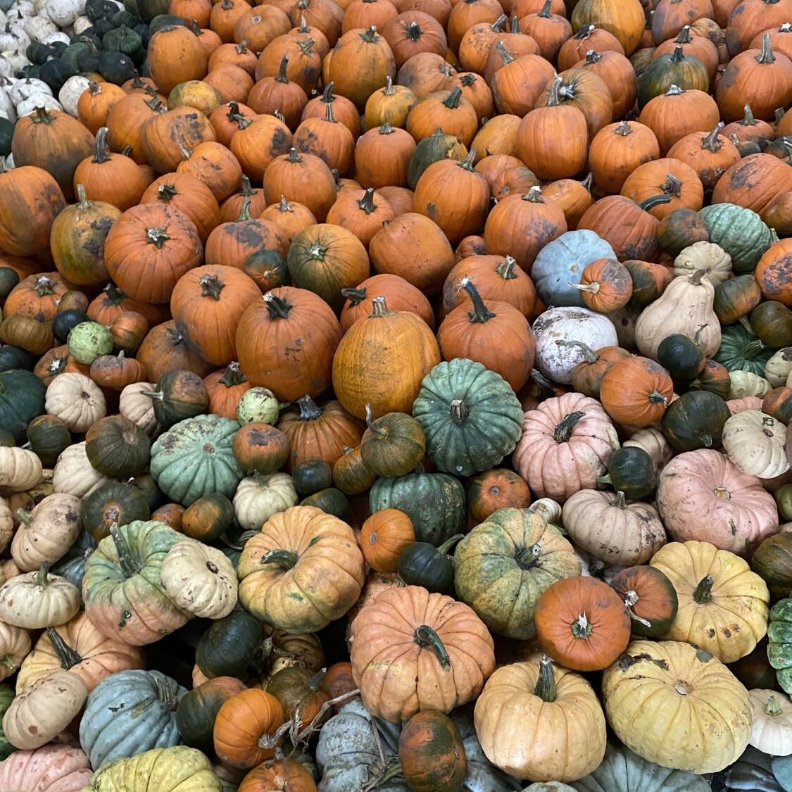 Pumpor i olika storlek och färg kan du köpa på Skogslidens Gårdsbutik i oktober.